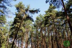 10548035_472127896258178_4256814599847547640_o_472127896258178