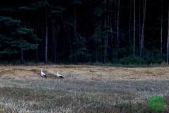 1090908_482502695220698_6486677962479078634_o_482502695220698