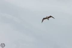 13653052_776829429121355_8391589444888284231_o_776829429121355