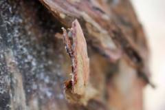 10560417_482506425220325_7943098995019721114_o_482506425220325