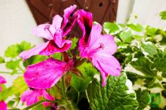 10661747_494161520721482_8566860485195312739_o_494161520721482