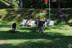 13920462_788577674613197_2276870169908013663_o_788577674613197